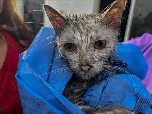 Rescatan a dos gatitos tras incendio en una vivienda de El Marqués