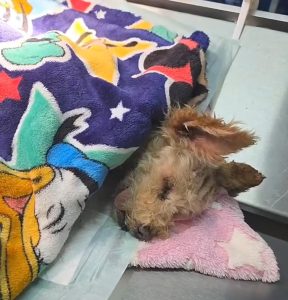 Cereza, la perrita que sobrevivió a la explosión de la pipa en Iztapalapa CDMX, para salvar a sus crías