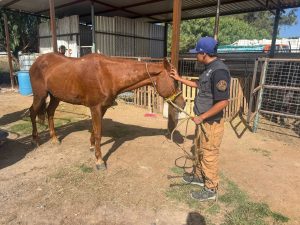 Rescatan a dos yeguas abandonadas en zona cerril de La Griega, en El Marqués