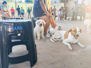IMPA de El Marqués lleva ayuda veterinaria a los animalitos afectados por las inundaciones en la Sierra Gorda