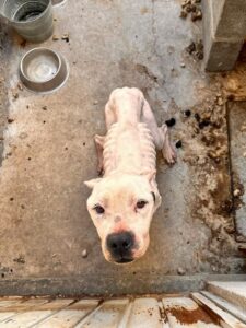 Rescatan a perrita abandonada en La Pradera tras denuncia ciudadana