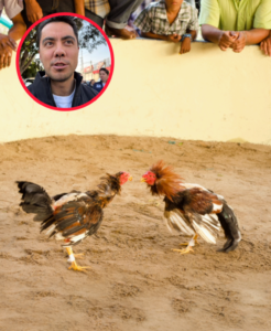 Se han suspendido 4 peleas de gallos y rechazado una solicitud para realizar este tipo de eventos en Querétaro, afirma Felifer